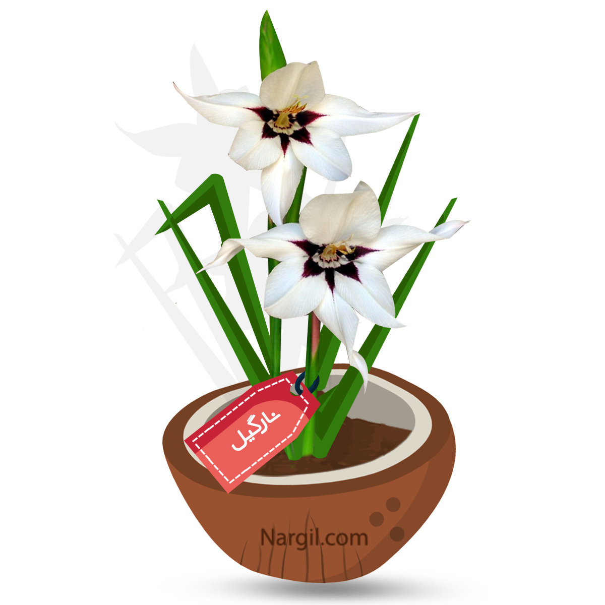  Nargil - Acidanthera murielae